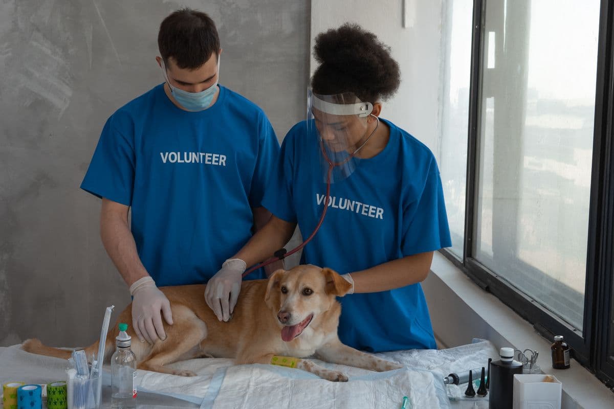 Veterinarias